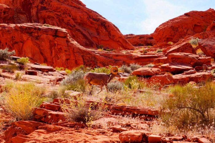 valley of fire 6